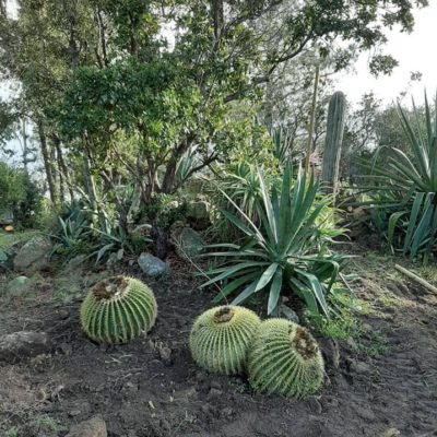 Chantier insulaire & plantation de cactus